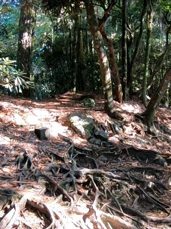 鳶嘴山前半部的路線以木棧道、石階與盤根錯節的自然山徑為主，算平穩好走。