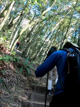 鳶嘴山前半部的路線以木棧道、石階與盤根錯節的自然山徑為主，算平穩好走。